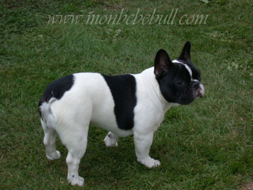 French Bull dog.jpg